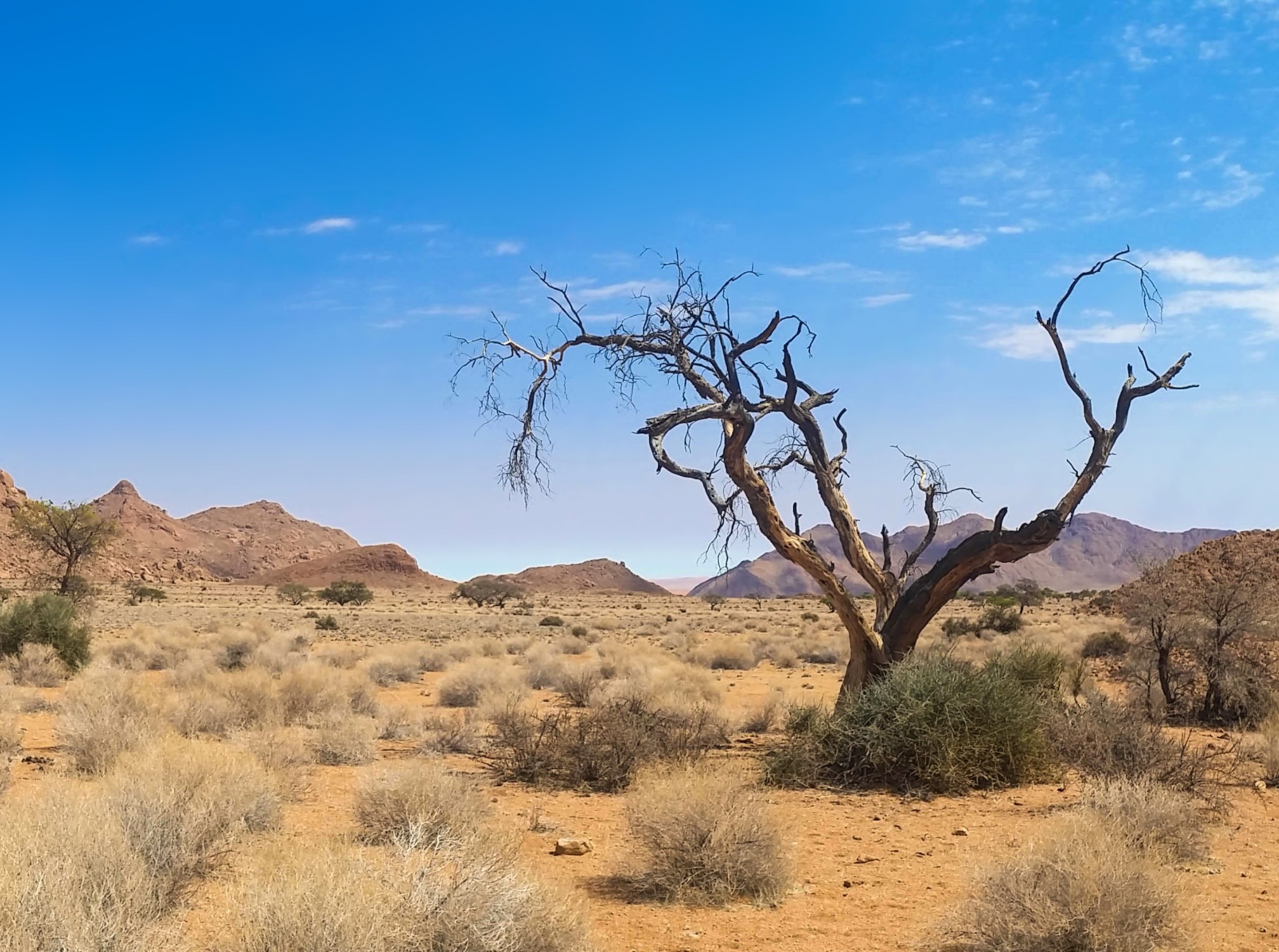 Tree in desert